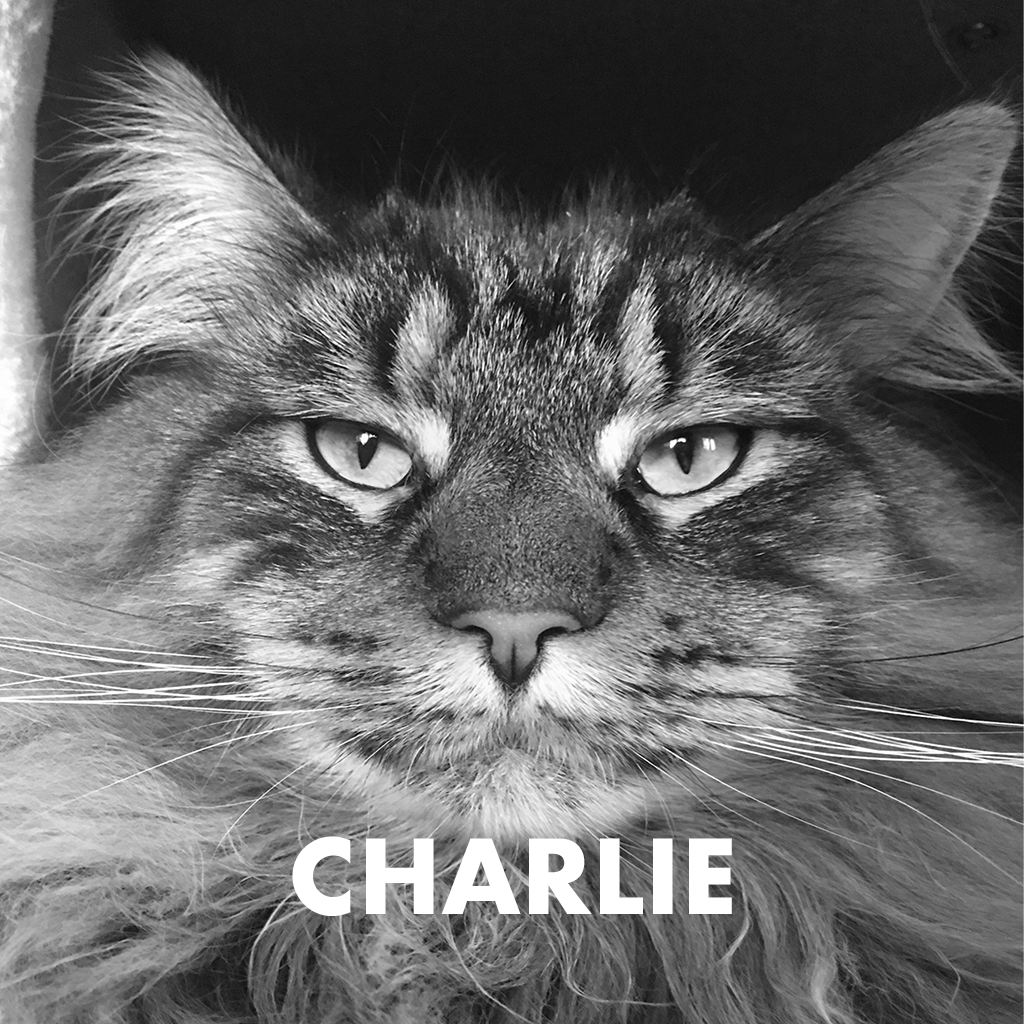 Charlie zw