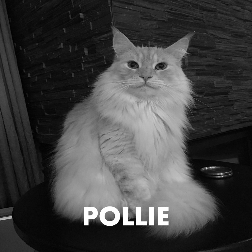Pollie zw