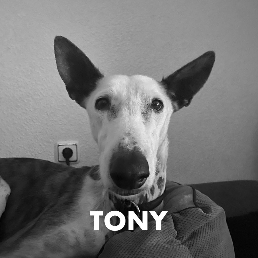 Tony zw